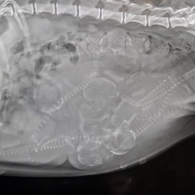 Digital Radiology - puppies!
