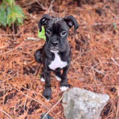 Cooper